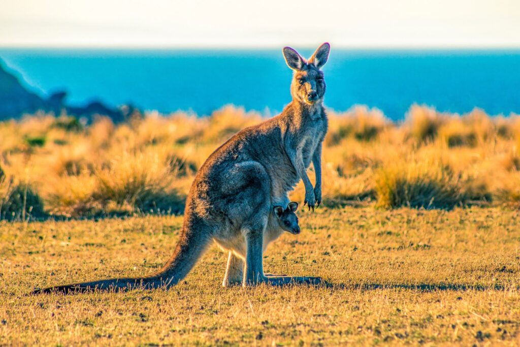 booking-airline-tickets-to-australia-kangaroo-1024x683.jpg