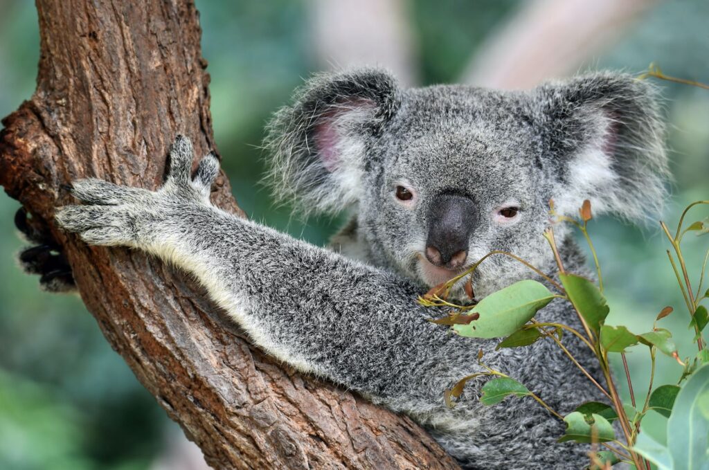 booking-airline-tickets-to-australia-koala-1024x679.jpg