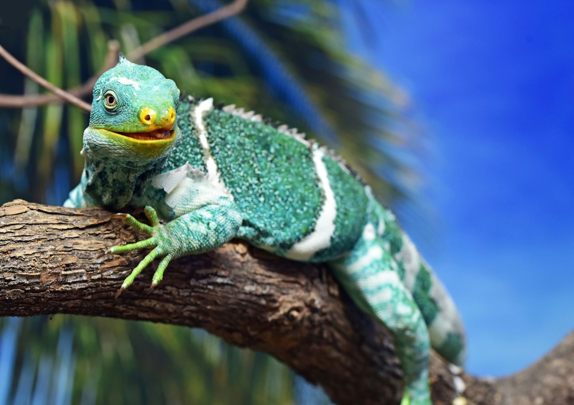 booking-airline-tickets-to-fiji-1.jpg
