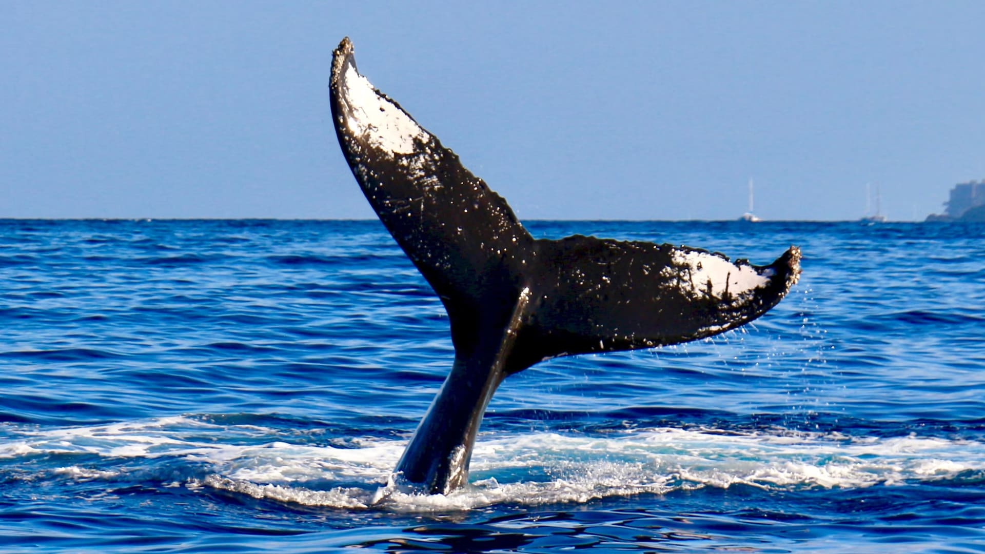 the-magic-of-the-southern-right-whales.jpg