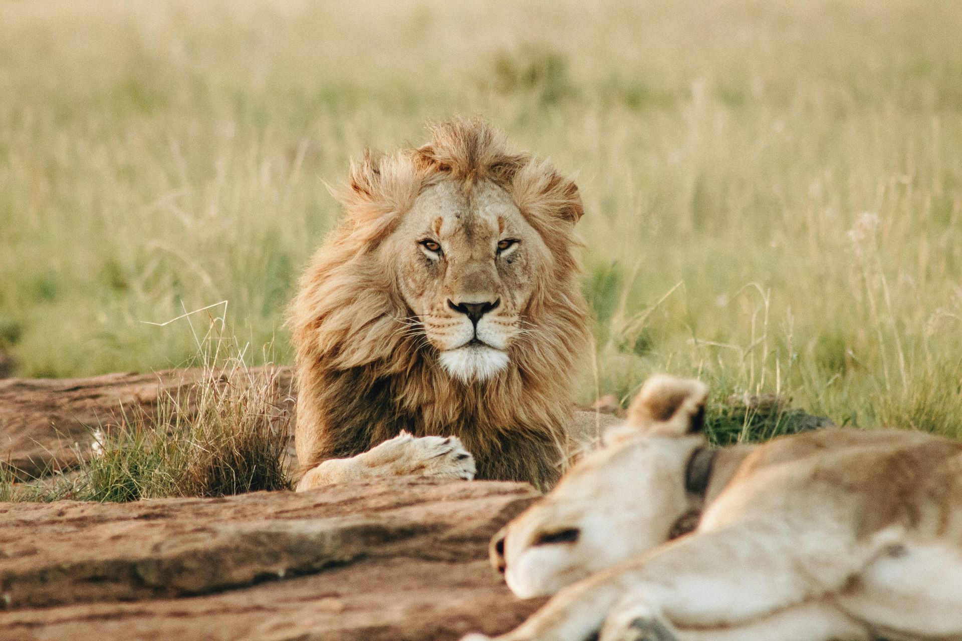 wings-of-adventure-how-aerial-safaris-are-revolutionizing-wildlife-tourism-1.jpg
