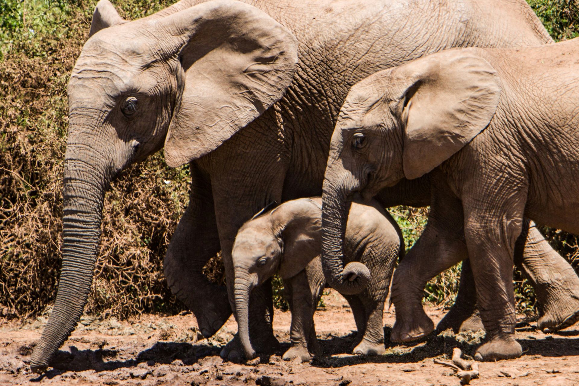 wings-of-adventure-how-aerial-safaris-are-revolutionizing-wildlife-tourism-3.jpg